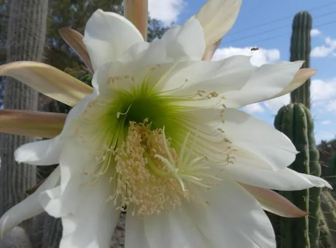 Πανσιόν Warung